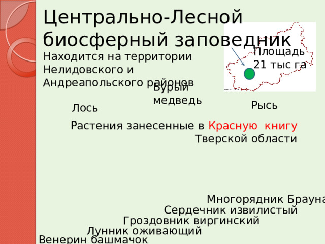 Центрально-Лесной  биосферный заповедник Площадь 21 тыс га Находится на территории Нелидовского и Андреапольского районов Бурый медведь Рысь Лось Растения занесенные в Красную книгу Тверской области Многорядник Брауна   Сердечник извилистый  Гроздовник виргинский Лунник оживающий Венерин башмачок 