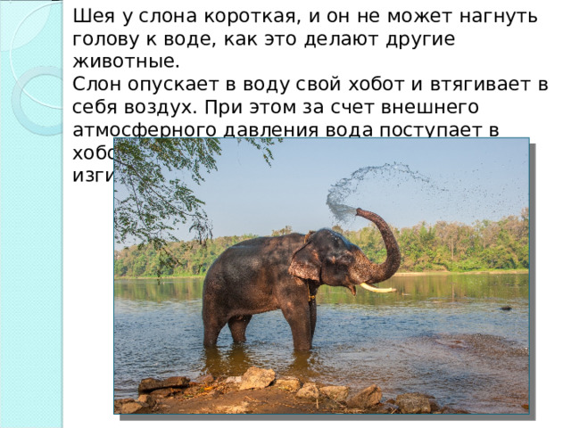 Шея у слона короткая, и он не может нагнуть голову к воде, как это делают другие животные. Слон опускает в воду свой хобот и втягивает в себя воздух. При этом за счет внешнего атмосферного давления вода поступает в хобот. Когда хобот наполнится водой, слон изгибает его и выливает воду в рот. 