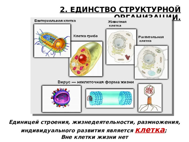 2. ЕДИНСТВО СТРУКТУРНОЙ ОРГАНИЗАЦИИ. Единицей строения, жизнедеятельности, размножения, индивидуального развития является клетка ;  Вне клетки жизни нет 