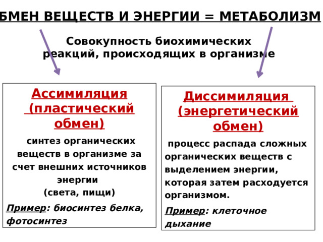 3. ОБМЕН ВЕЩЕСТВ И ЭНЕРГИИ = МЕТАБОЛИЗМ Совокупность биохимических реакций, происходящих в организме Ассимиляция  (пластический обмен)  синтез органических веществ в организме за счет внешних источников энергии  (света, пищи) Пример : биосинтез белка, фотосинтез Диссимиляция  (энергетический обмен)  процесс распада сложных органических веществ с выделением энергии, которая затем расходуется организмом. Пример : клеточное дыхание 