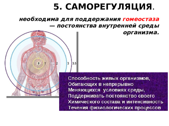 5. САМОРЕГУЛЯЦИЯ .  необходима для поддержания гомеостаза — постоянства внутренней среды организма. 