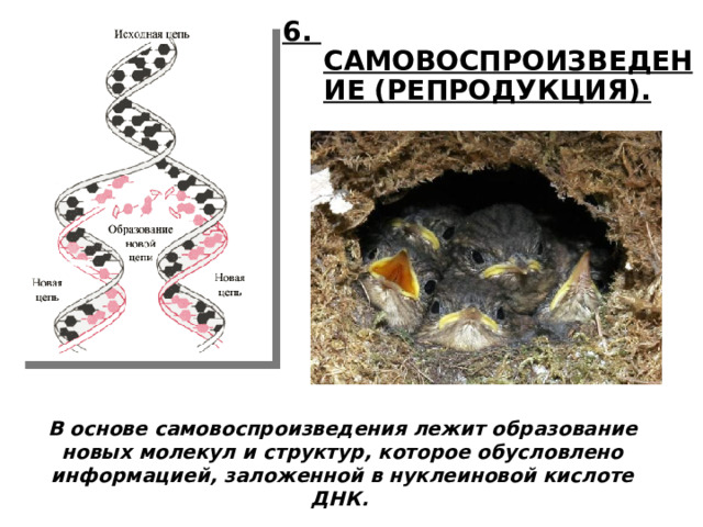 6. САМОВОСПРОИЗВЕДЕНИЕ (РЕПРОДУКЦИЯ). В основе самовоспроизведения лежит образование новых молекул и структур, которое обусловлено информацией, заложенной в нуклеиновой кислоте ДНК.   