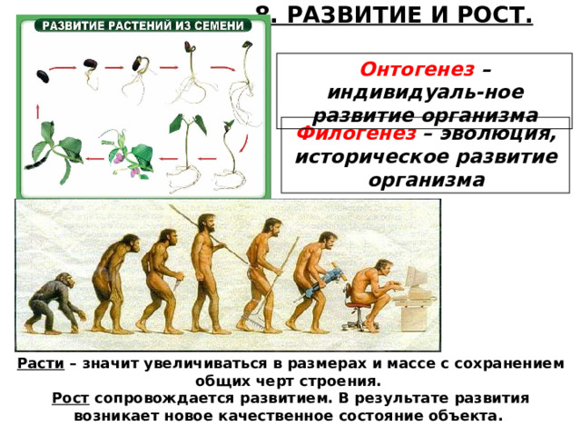 8. РАЗВИТИЕ И РОСТ. Онтогенез – индивидуаль-ное развитие организма Филогенез – эволюция, историческое развитие организма Расти – значит увеличиваться в размерах и массе с сохранением общих черт строения. Рост сопровождается развитием. В результате развития возникает новое качественное состояние объекта.  