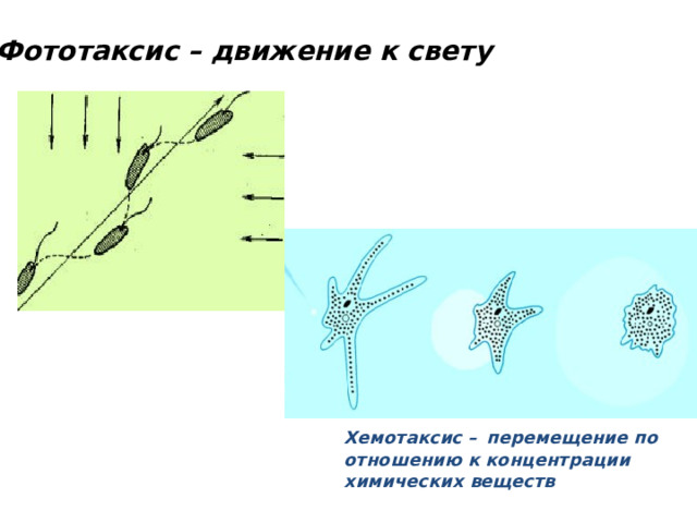 Фототаксис – движение к свету Хемотаксис –  перемещение по отношению к концентрации химических веществ 