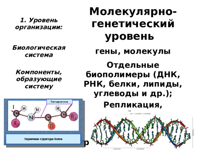 Молекулярном уровне организации биологических систем