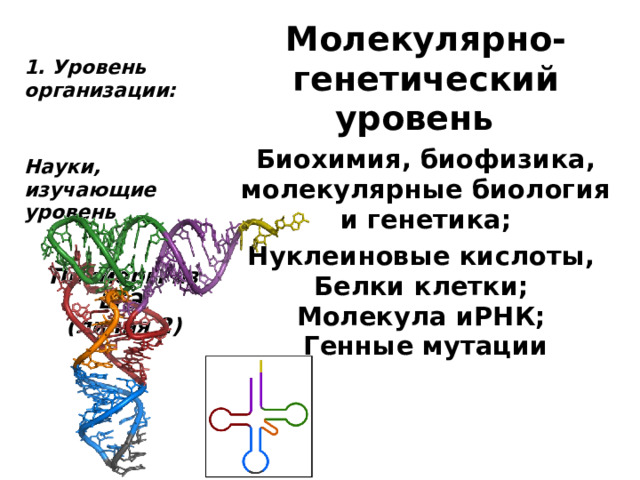 1. Уровень организации: Молекулярно-генетический уровень   Науки, изучающие уровень Биохимия, биофизика, молекулярные биология и генетика; Примеры из ЕГЭ  (линия 2) Нуклеиновые кислоты, Белки клетки; Молекула иРНК; Генные мутации 