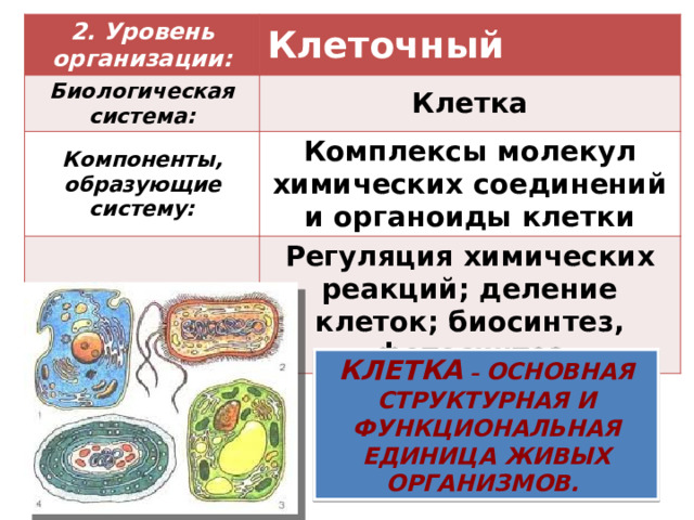 2. Уровень организации: Клеточный   Биологическая система: Клетка Компоненты, образующие систему: Комплексы молекул химических соединений и органоиды клетки Основные процессы: Регуляция химических реакций; деление клеток; биосинтез, фотосинтез Клетка – основная структурная и функциональная единица живых организмов. 