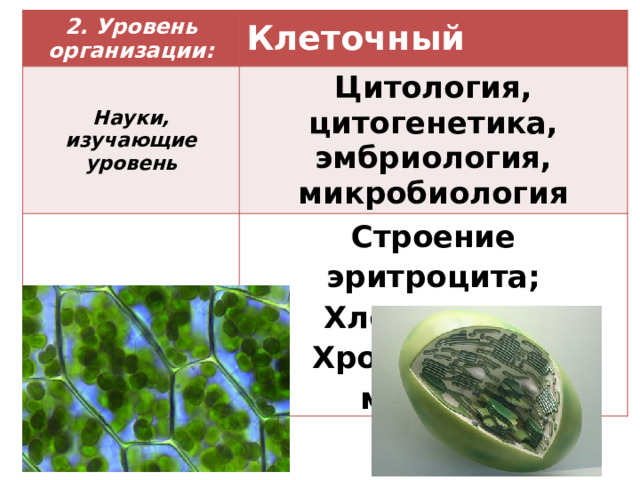 2. Уровень организации: Клеточный   Науки, изучающие уровень Примеры из ЕГЭ  (линия 2) Цитология, цитогенетика, эмбриология, микробиология Строение эритроцита; Хлоропласт; Хромосомные мутации 