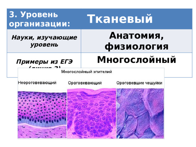 3. Уровень организации:   Тканевый Науки, изучающие уровень Анатомия, физиология Примеры из ЕГЭ (линия 2) Многослойный эпителий 