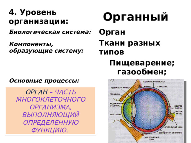 4. Уровень организации:   Органный Биологическая система: Орган Компоненты, образующие систему: Ткани разных типов Основные процессы: Пищеварение; газообмен; транспорт веществ; движение орган – часть многоклеточного организма, выполняющий определенную функцию. 