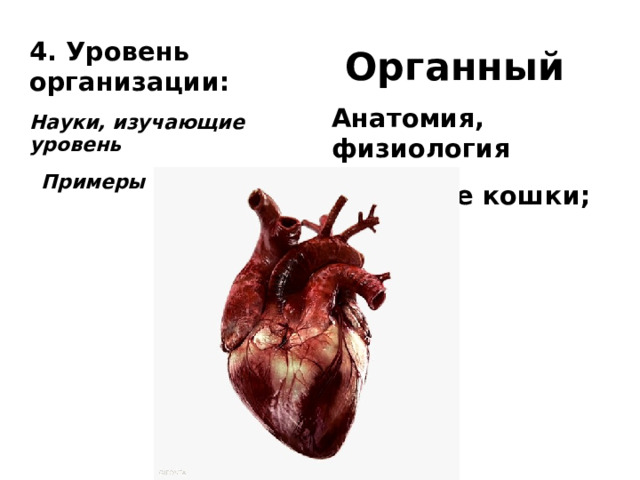 4. Уровень организации:   Органный Науки, изучающие уровень Анатомия, физиология Примеры из ЕГЭ (линия 2) Сердце кошки; 