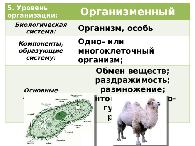 5. Уровень организации:   Организменный Биологическая система: Компоненты, образующие систему: Организм, особь Основные процессы: Одно- или многоклеточный организм; Обмен веществ; раздражимость; размножение; онтогенез; нервно-гуморальная регуляция; 