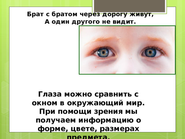 Брат с братом через дорогу живут, А один другого не видит.  Глаза можно сравнить с окном в окружающий мир. При помощи зрения мы получаем информацию о форме, цвете, размерах предмета. 