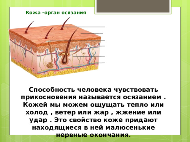 Кожа -орган осязания Способность человека чувствовать прикосновения называется осязанием . Кожей мы можем ощущать тепло или холод , ветер или жар , жжение или удар . Это свойство коже придают находящиеся в ней малюсенькие нервные окончания. 