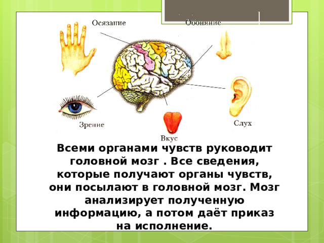 Всеми органами чувств руководит головной мозг . Все сведения, которые получают органы чувств, они посылают в головной мозг. Мозг анализирует полученную информацию, а потом даёт приказ на исполнение. 