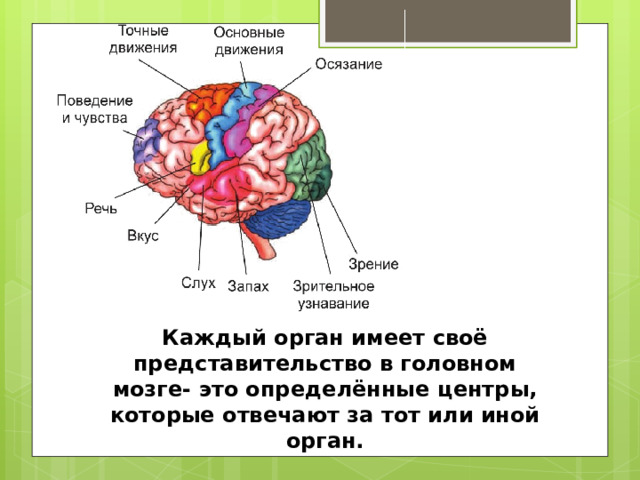 Каждый орган имеет своё представительство в головном мозге- это определённые центры, которые отвечают за тот или иной орган. 