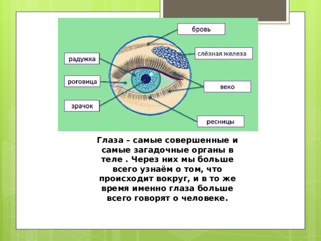 Глаза – самые совершенные и самые загадочные органы в теле . Через них мы больше всего узнаём о том, что происходит вокруг, и в то же время именно глаза больше всего говорят о человеке. 