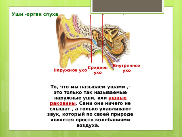 Уши -орган слуха Внутреннее ухо Среднее ухо Наружное ухо То, что мы называем ушами ,- это только так называемые наружные уши, или ушные раковины . Сами они ничего не слышат , а только улавливают звук, который по своей природе является просто колебаниями воздуха. 