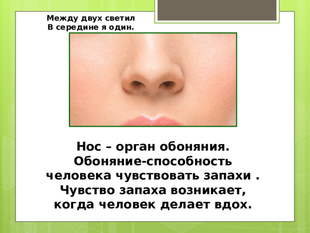 Между двух светил В середине я один. Нос – орган обоняния. Обоняние-способность человека чувствовать запахи . Чувство запаха возникает, когда человек делает вдох. 