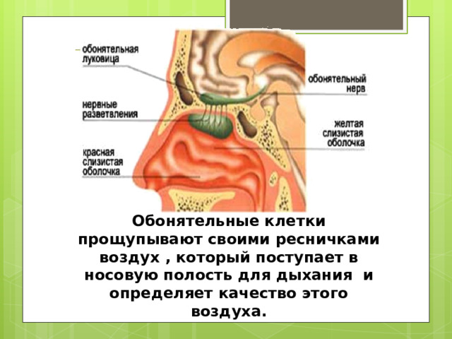 Обонятельные клетки прощупывают своими ресничками воздух , который поступает в носовую полость для дыхания и определяет качество этого воздуха. 