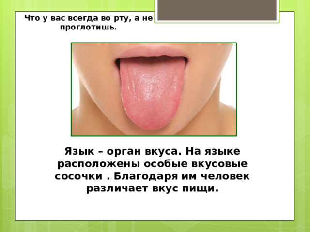 Что у вас всегда во рту, а не проглотишь. Язык – орган вкуса. На языке расположены особые вкусовые сосочки . Благодаря им человек различает вкус пищи. 