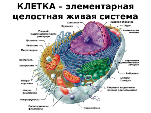 КЛЕТКА – элементарная целостная живая система 