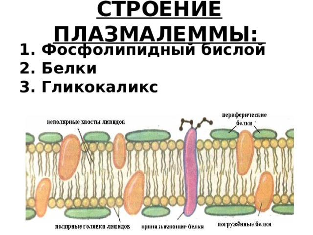 Гликокаликс растительных клеток