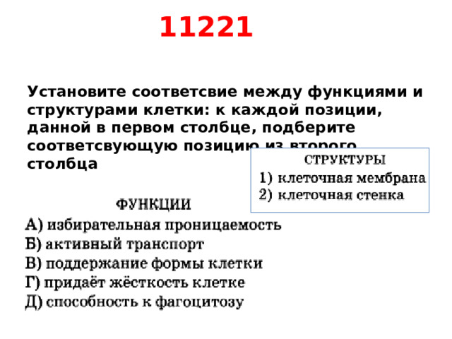 11221    Установите соответсвие между функциями и структурами клетки: к каждой позиции, данной в первом столбце, подберите соответсвующую позицию из второго столбца  