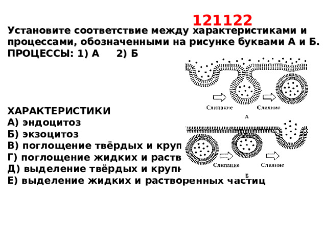 121122  Установите соответствие между характеристиками и процессами, обозначенными на рисунке буквами А и Б. ПРОЦЕССЫ: 1) А 2) Б     ХАРАКТЕРИСТИКИ А) эндоцитоз Б) экзоцитоз В) поглощение твёрдых и крупных частиц, Г) поглощение жидких и растворённых частиц Д) выделение твёрдых и крупных частиц Е) выделение жидких и растворённых частиц 