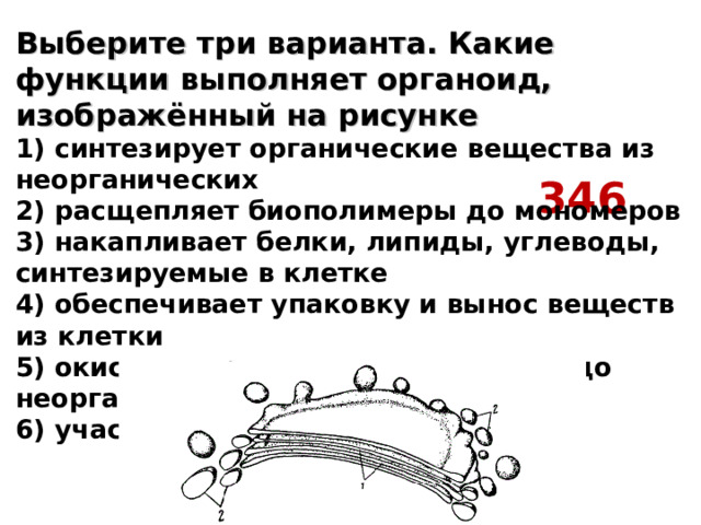 Выберите три варианта. Какие функции выполняет органоид, изображённый на рисунке  1) синтезирует органические вещества из неорганических  2) расщепляет биополимеры до мономеров  3) накапливает белки, липиды, углеводы, синтезируемые в клетке  4) обеспечивает упаковку и вынос веществ из клетки  5) окисляет органические вещества до неорганических  6) участвует в образовании лизосом 346 