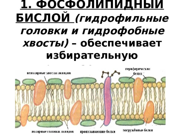 1. ФОСФОЛИПИДНЫЙ БИСЛОЙ (гидрофильные головки и гидрофобные хвосты) – обеспечивает избирательную проницаемость;    