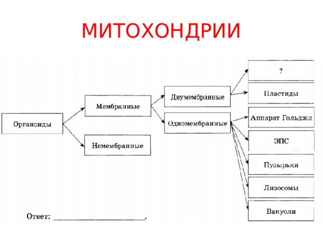 МИТОХОНДРИИ 