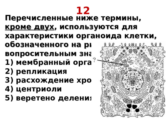 12 Перечисленные ниже термины, кроме двух , используются для характеристики органоида клетки, обозначенного на рисунке вопросительным знаком.  1) мембранный органоид  2) репликация  3) расхождение хромосом  4) центриоли  5) веретено деления 