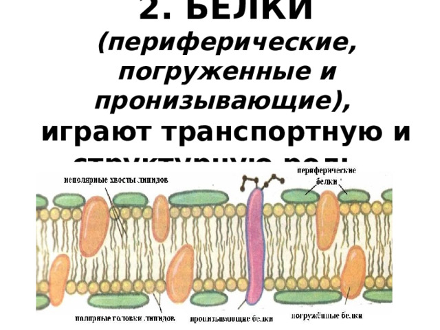 2. БЕЛКИ (периферические, погруженные и пронизывающие),  играют транспортную и структурную роль.    