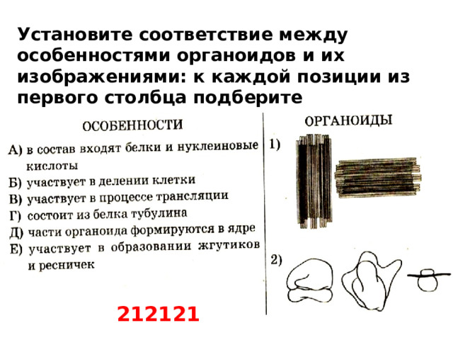 Установите соответствие между особенностями органоидов и их изображениями: к каждой позиции из первого столбца подберите соответствующую позицию из второго столбца.  212121  