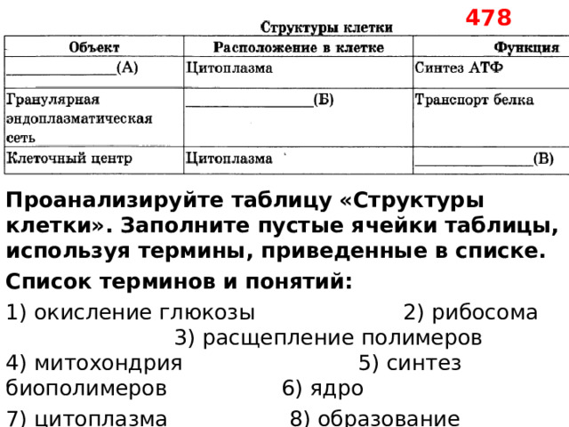 478  Проанализируйте таблицу «Структуры клетки». Заполните пустые ячейки таблицы, используя термины, приведенные в списке. Список терминов и понятий: 1) окисление глюкозы 2) рибосома 3) расщепление полимеров 4) митохондрия 5) синтез биополимеров 6) ядро 7) цитоплазма 8) образование веретена деления 