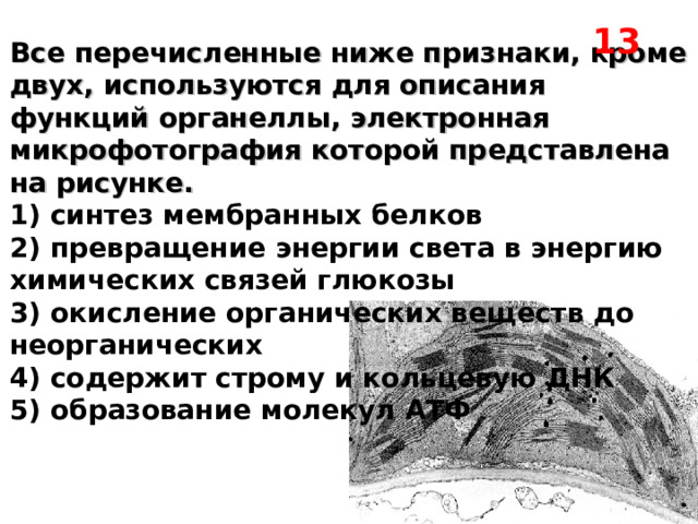 13 Все перечисленные ниже признаки, кроме двух, используются для описания функций органеллы, электронная микрофотография которой представлена на рисунке. 1) синтез мембранных белков 2) превращение энергии света в энергию химических связей глюкозы  3) окисление органических веществ до неорганических  4) содержит строму и кольцевую ДНК  5) образование молекул АТФ  