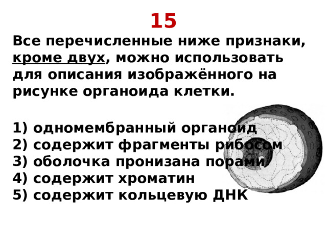 15 Все перечисленные ниже признаки, кроме двух , можно использовать для описания изображённого на рисунке органоида клетки.  1) одномембранный органоид  2) содержит фрагменты рибосом  3) оболочка пронизана порами  4) содержит хроматин  5) содержит кольцевую ДНК    