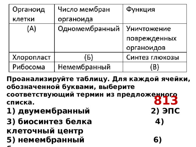 Проанализируйте таблицу. Для каждой ячейки, обозначенной буквами, выберите соответствующий термин из предложенного списка.  1) двумембранный 2) ЭПС 3) биосинтез белка 4) клеточный центр  5) немембранный 6) биосинтез углеводов  7) одномембранный 8) лизосома    813 