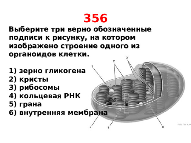 356 Выберите три верно обозначенные подписи к рисунку, на котором изображено строение одного из органоидов клетки.   1) зерно гликогена 2) кристы 3) рибосомы 4) кольцевая РНК 5) грана 6) внутренняя мембрана  