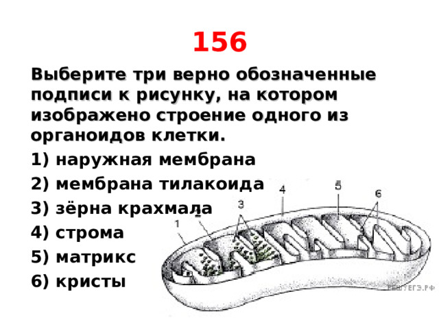 156 Выберите три верно обозначенные подписи к рисунку, на котором изображено строение одного из органоидов клетки. 1) наружная мембрана 2) мембрана тилакоида 3) зёрна крахмала 4) строма 5) матрикс 6) кристы  