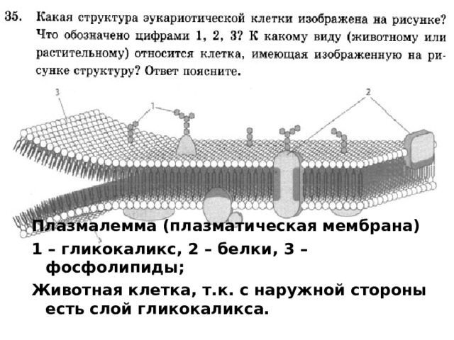 Плазмалемма (плазматическая мембрана) 1 – гликокаликс, 2 – белки, 3 – фосфолипиды; Животная клетка, т.к. с наружной стороны есть слой гликокаликса.    