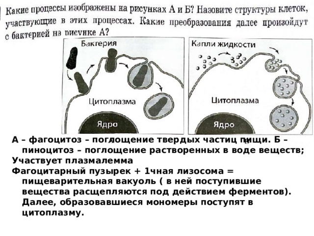 А – фагоцитоз – поглощение твердых частиц пищи. Б – пиноцитоз – поглощение растворенных в воде веществ; Участвует плазмалемма Фагоцитарный пузырек + 1чная лизосома = пищеварительная вакуоль ( в ней поступившие вещества расщепляются под действием ферментов). Далее, образовавшиеся мономеры поступят в цитоплазму. 