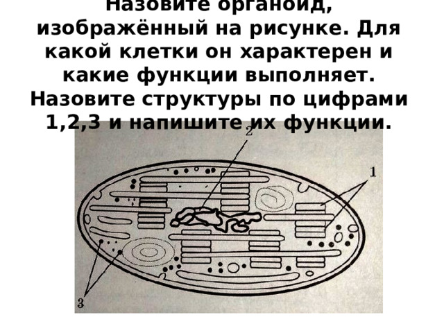 Назовите органоид, изображённый на рисунке. Для какой клетки он характерен и какие функции выполняет. Назовите структуры по цифрами 1,2,3 и напишите их функции. 