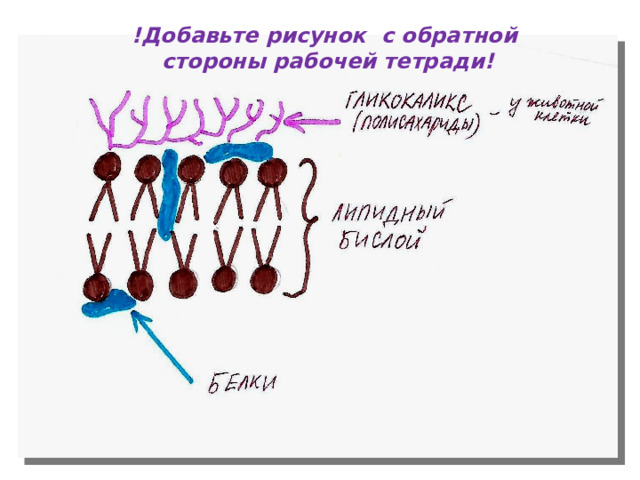 !Добавьте рисунок с обратной  стороны рабочей тетради! 