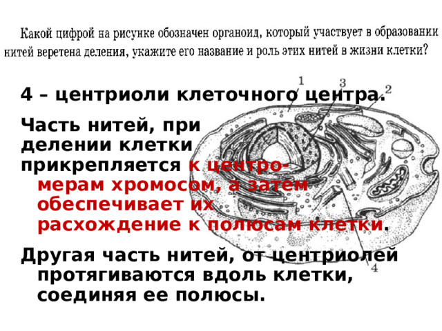 Прил 29 4 – центриоли клеточного центра. Часть нитей, при делении клетки прикрепляется к центро-  мерам хромосом, а затем  обеспечивает их  расхождение к полюсам клетки . Другая часть нитей, от центриолей протягиваются вдоль клетки, соединяя ее полюсы. 