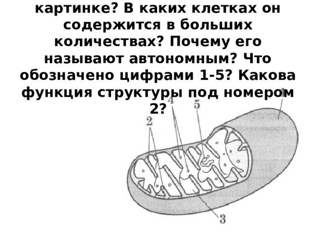 Какой органоид изображен на картинке? В каких клетках он содержится в больших количествах? Почему его называют автономным? Что обозначено цифрами 1-5? Какова функция структуры под номером 2? 