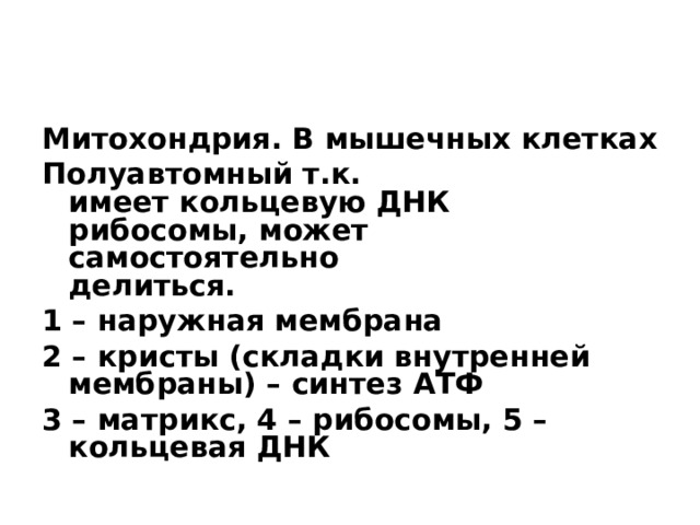 Митохондрия. В мышечных клетках Полуавтомный т.к.  имеет кольцевую ДНК  рибосомы, может  самостоятельно  делиться. 1 – наружная мембрана 2 – кристы (складки внутренней мембраны) – синтез АТФ 3 – матрикс, 4 – рибосомы, 5 – кольцевая ДНК  