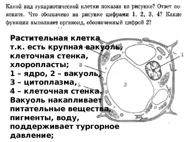 Кал практ 3 Растительная клетка т.к. есть крупная вакуоль, клеточная стенка, хлоропласты; 1 – ядро, 2 – вакуоль, 3 – цитоплазма, 4 – клеточная стенка. Вакуоль накапливает питательные вещества, пигменты, воду, поддерживает тургорное давление; 