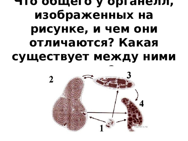 Что общего у органелл, изображенных на рисунке, и чем они отличаются? Какая существует между ними связь? 